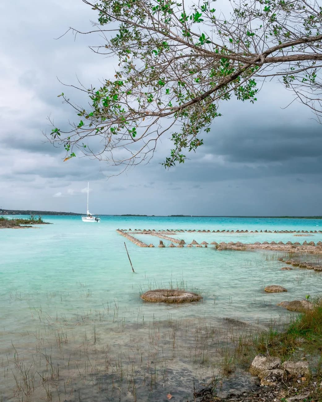 Formations de stromatolites affleurant dans les eaux peu profondes de la lagune de Bacalar