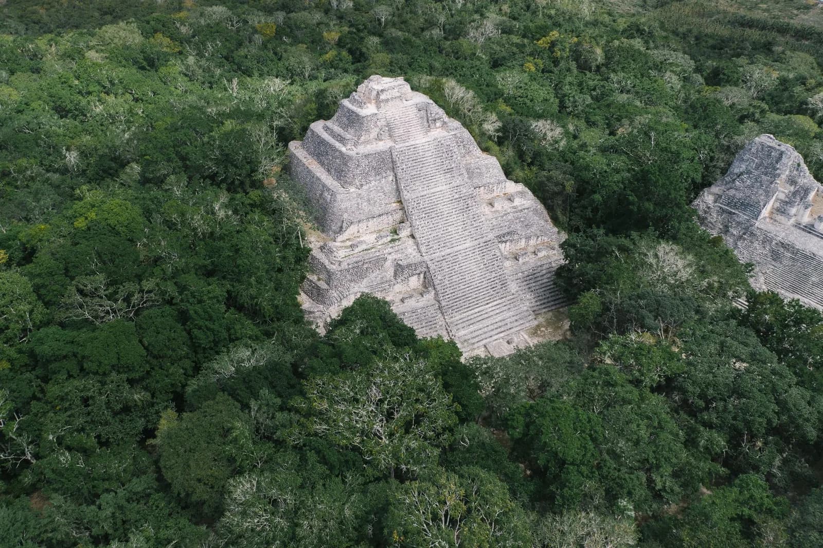La grande pyramide de Calakmul émergeant de la jungle du Campeche au Mexique