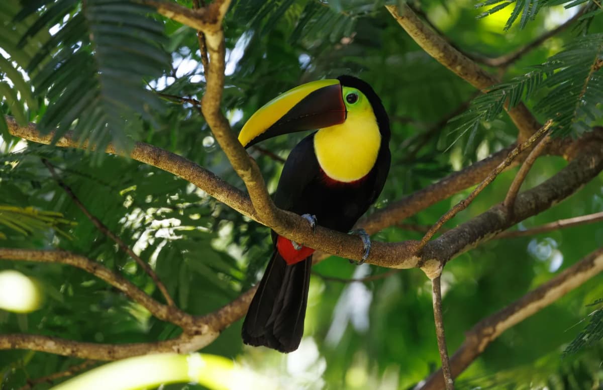 Toucan à bec caréné dans la forêt tropicale de la réserve de Calakmul au Campeche