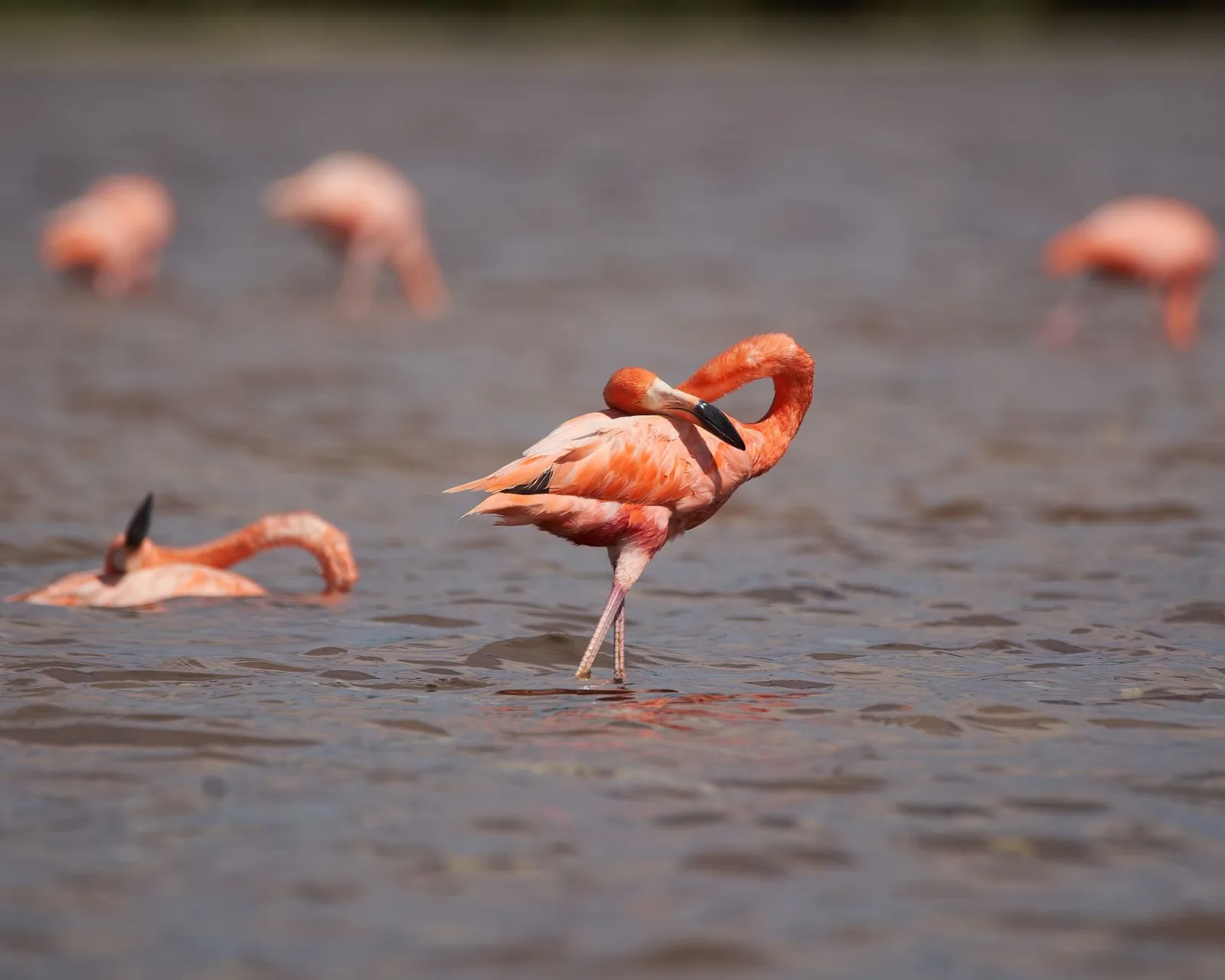 Flamant rose lissant ses plumes dans l'eau peu profonde de la ría de Celestún, au Yucatán