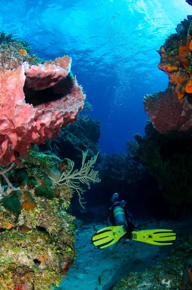 Plongeur longeant un tombant corallien couvert d'éponges tubulaires roses sur un récif de Cozumel