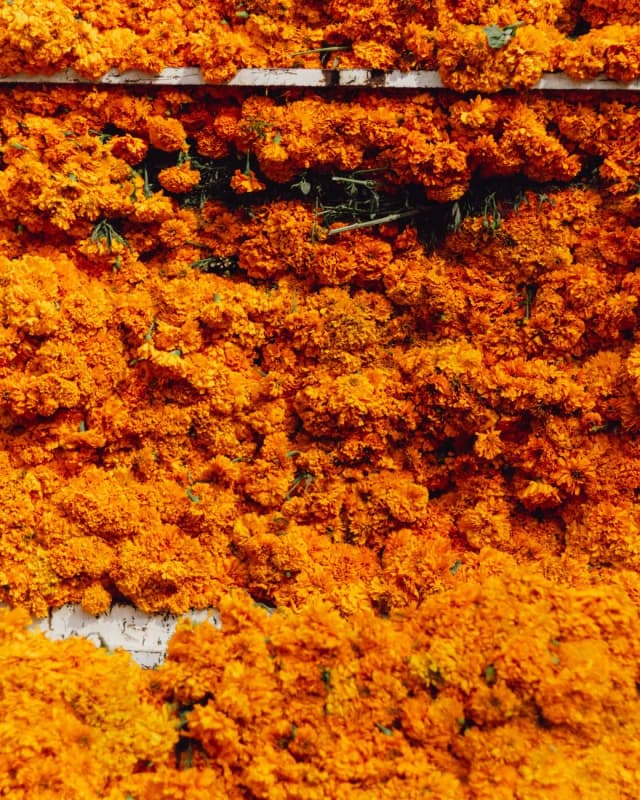 Montagne de fleurs de cempasúchil orange vendues sur un marché mexicain à l'approche du Día de Muertos