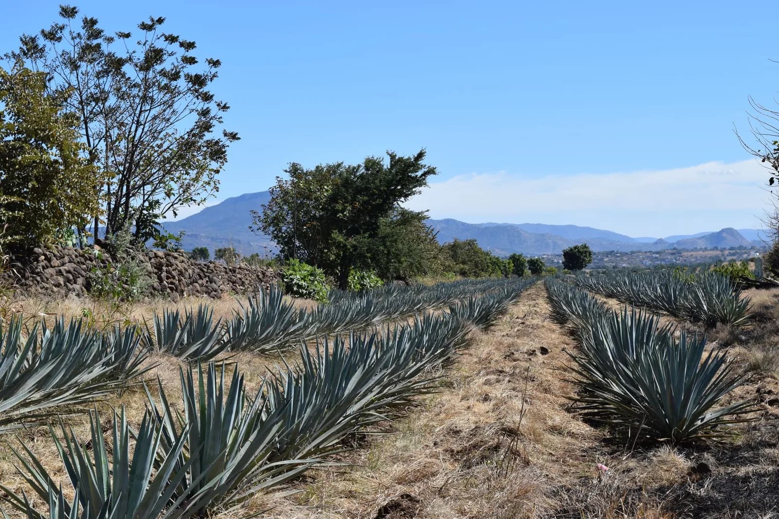 Rangées d'agaves bleus dans les champs de la région de Tequila, dans l'État du Jalisco au Mexique
