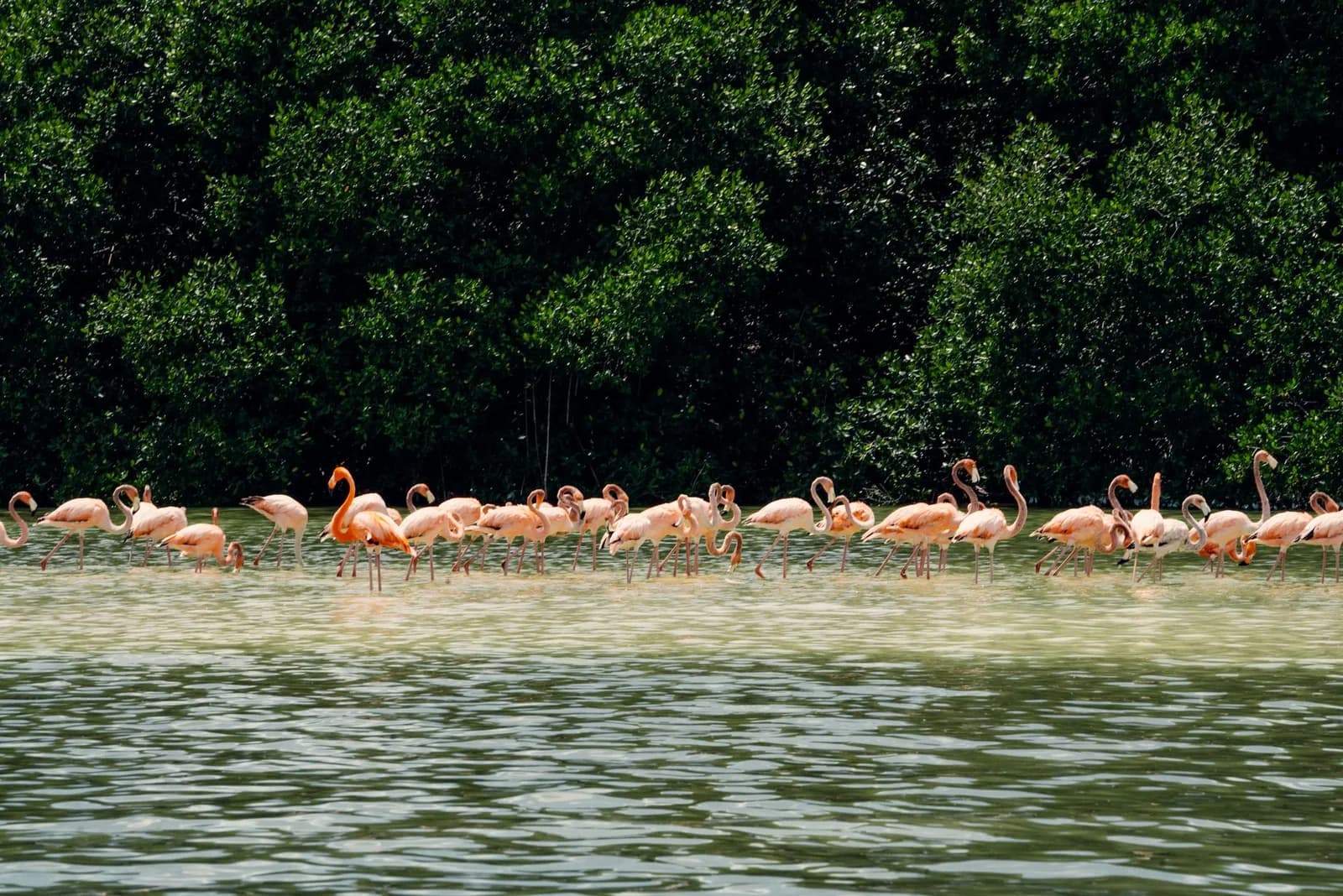 Groupe de flamants roses dans une lagune bordée de mangrove sur la côte nord du Yucatán, au Mexique