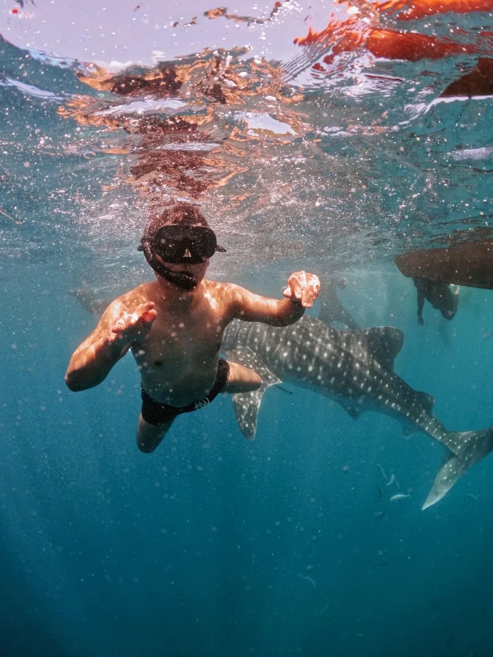Nageur avec masque et tuba observant un requin-baleine en surface au large de la côte nord du Yucatán