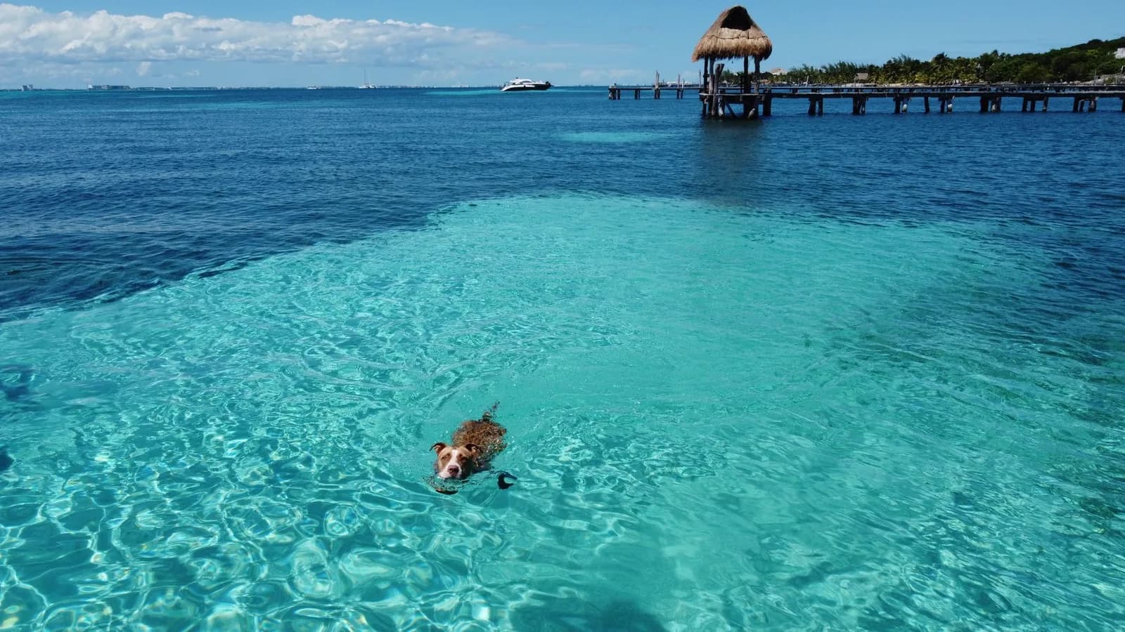 Eaux turquoise peu profondes de la pointe nord d'Isla Mujeres avec sa jetée en bois et son palapa