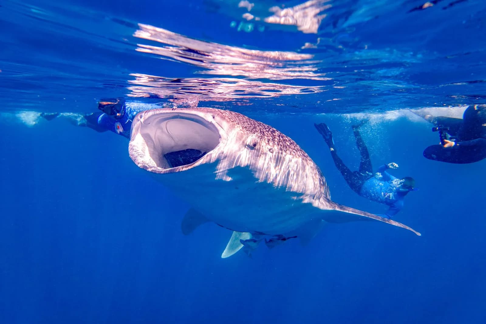 Requin-baleine gueule ouverte filtrant l'eau en surface, entouré de nageurs avec masque et tuba