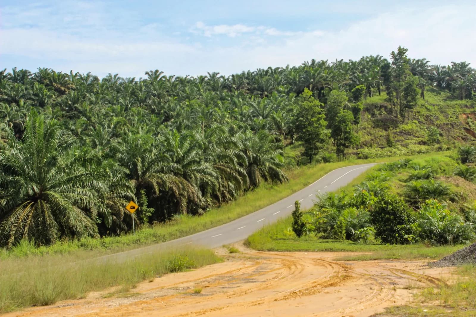 Route bordée de palmiers dans le Yucatán, typique d'un road trip en voiture de location autour de Cancún