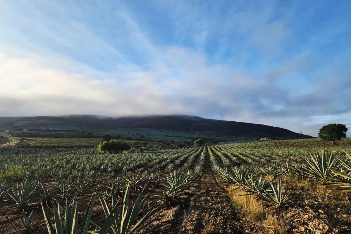 Plants d'agave alignés en rangées sur une colline, brume sur les montagnes au petit matin, Oaxaca