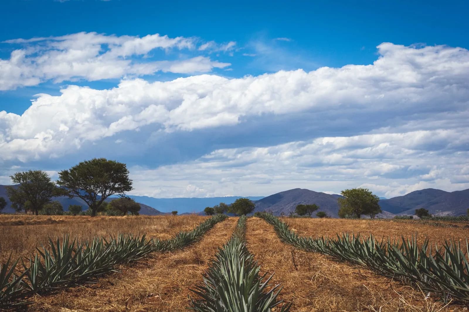 Rangées d'agaves dans un champ de terre sèche sous un ciel nuageux, montagnes au loin, Oaxaca