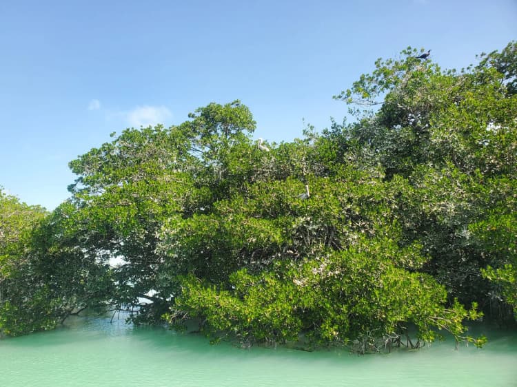 Mangrove bordant une lagune turquoise sur la côte caraïbe du Yucatán au Mexique