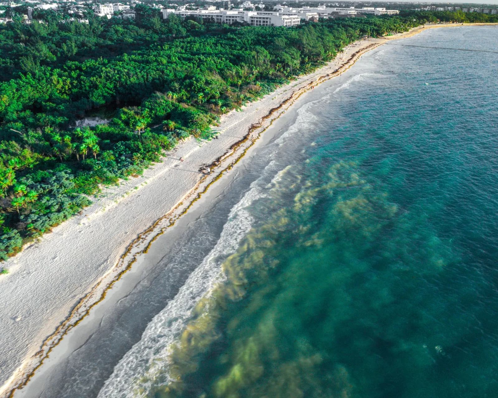 Vue aérienne d'une plage de Playa del Carmen avec une ligne de sargasses sur le sable