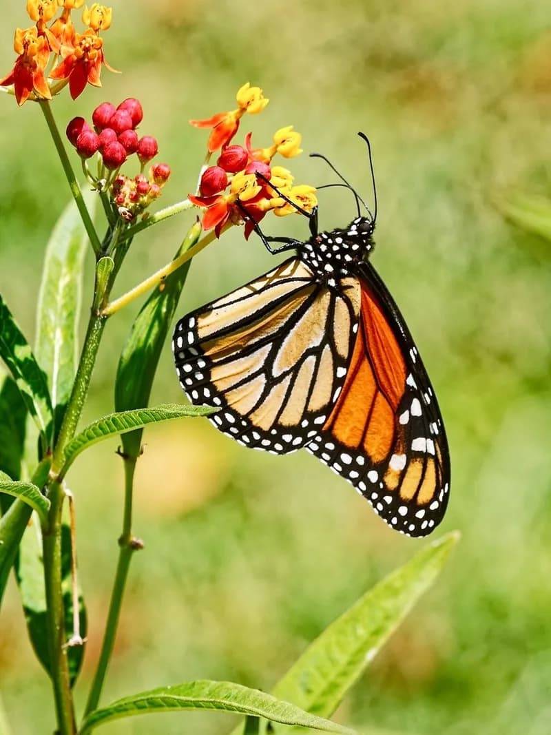 Papillon monarque posé sur une fleur d'asclépiade tropicale rouge et jaune