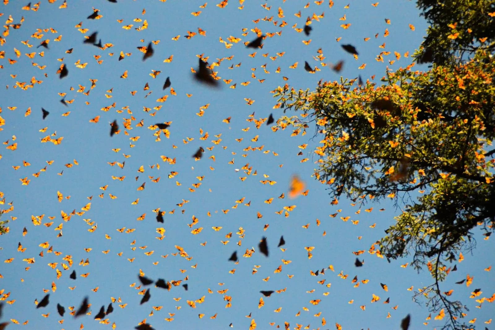 Nuée de papillons monarques en vol dans le ciel bleu, près d'un arbre couvert de monarques