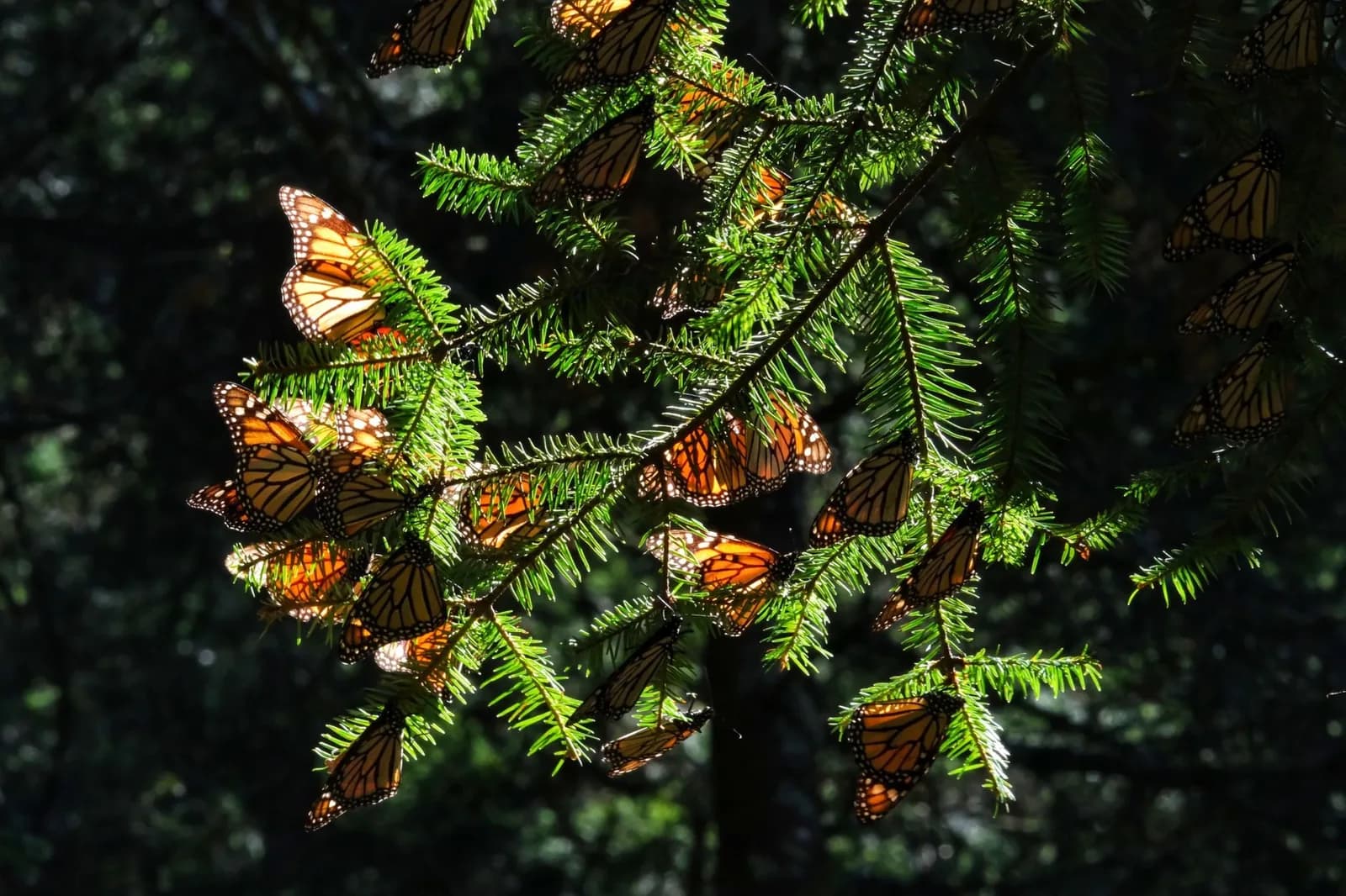 Papillons monarques posés en grappes sur des branches de sapin, ailes orange et noires éclairées par le soleil