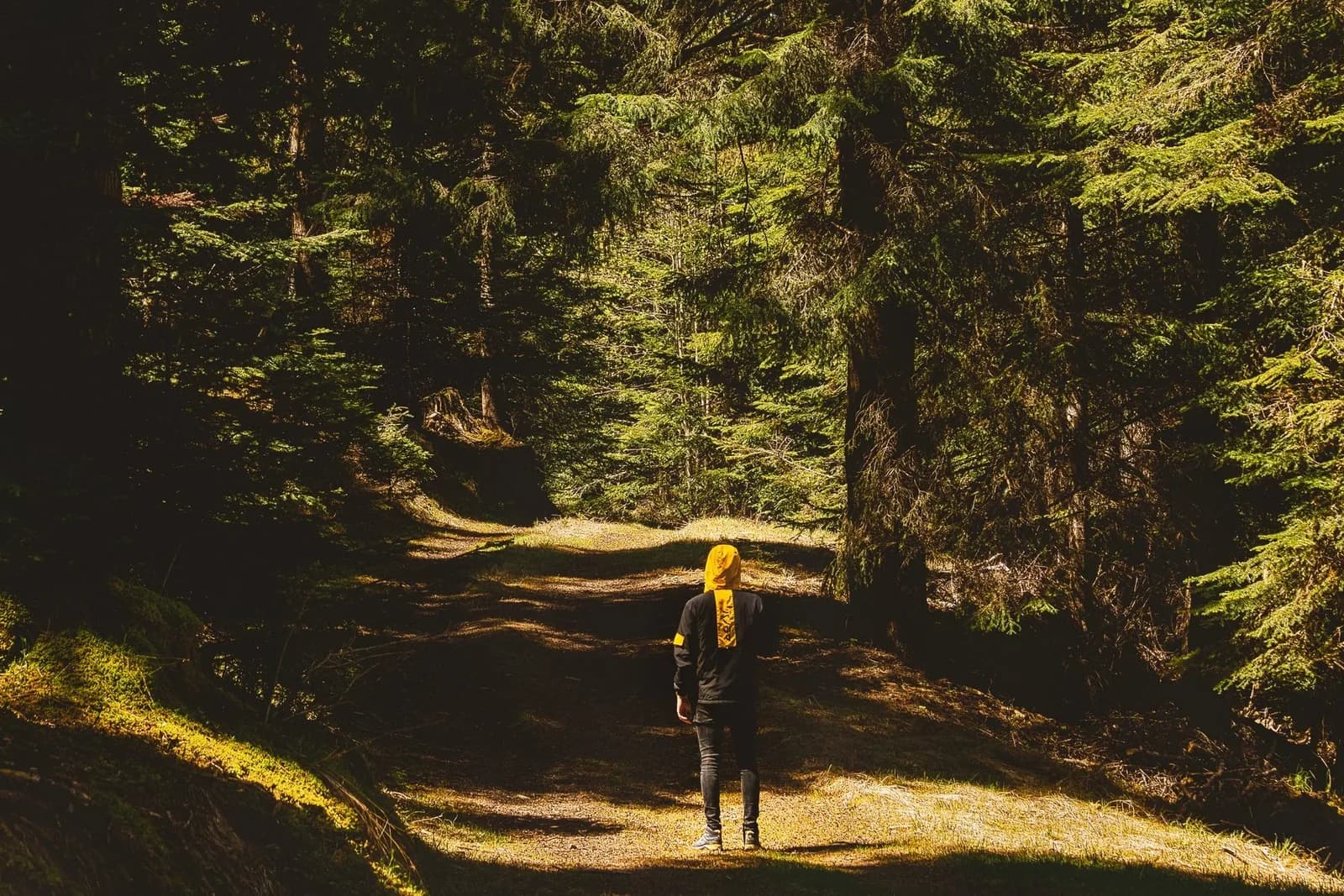 Randonneur de dos sur un sentier de terre dans une forêt de sapins, en lumière rasante