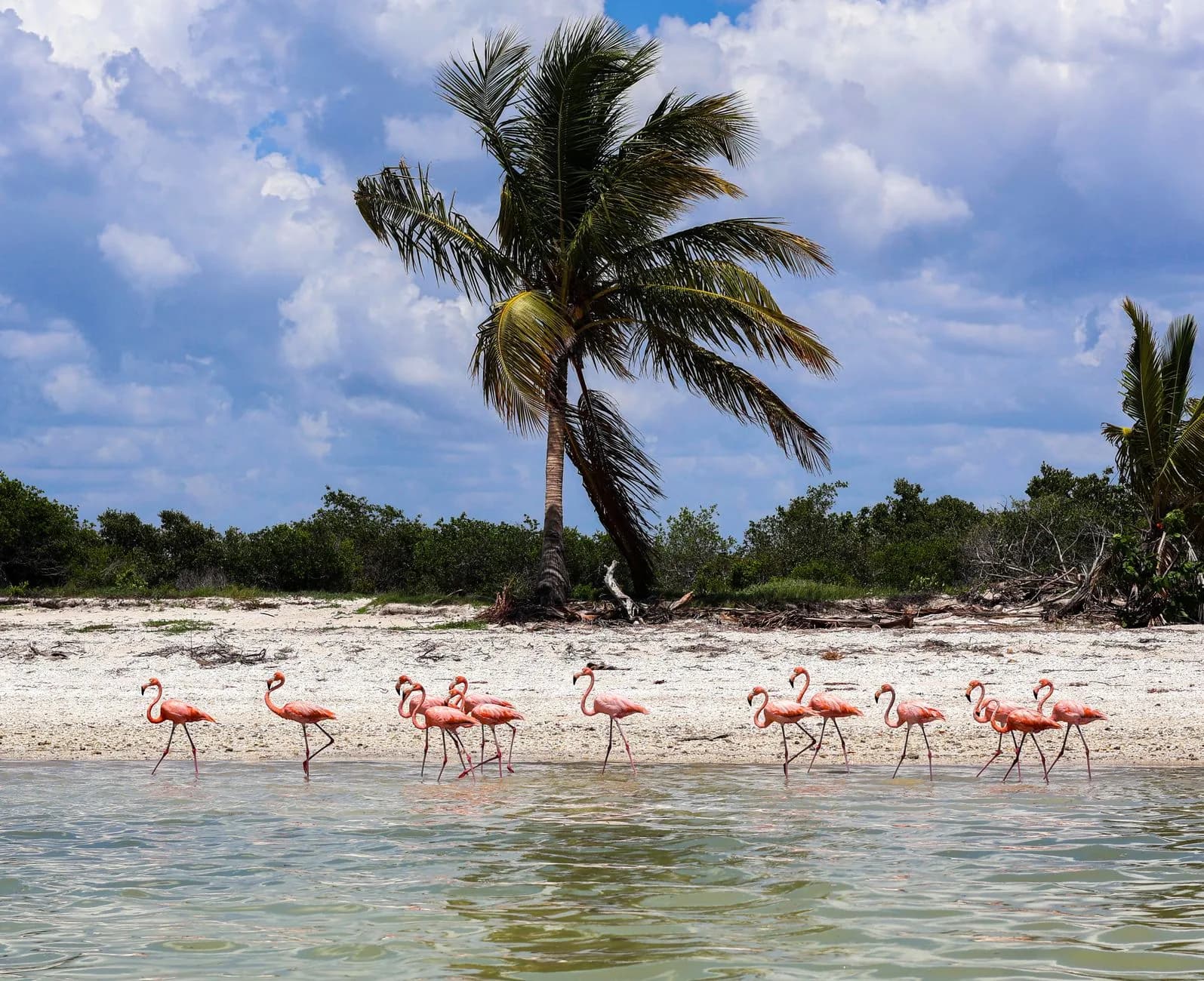 Groupe de flamants roses marchant dans l'eau peu profonde devant une plage bordée de palmiers, côte du Yucatán