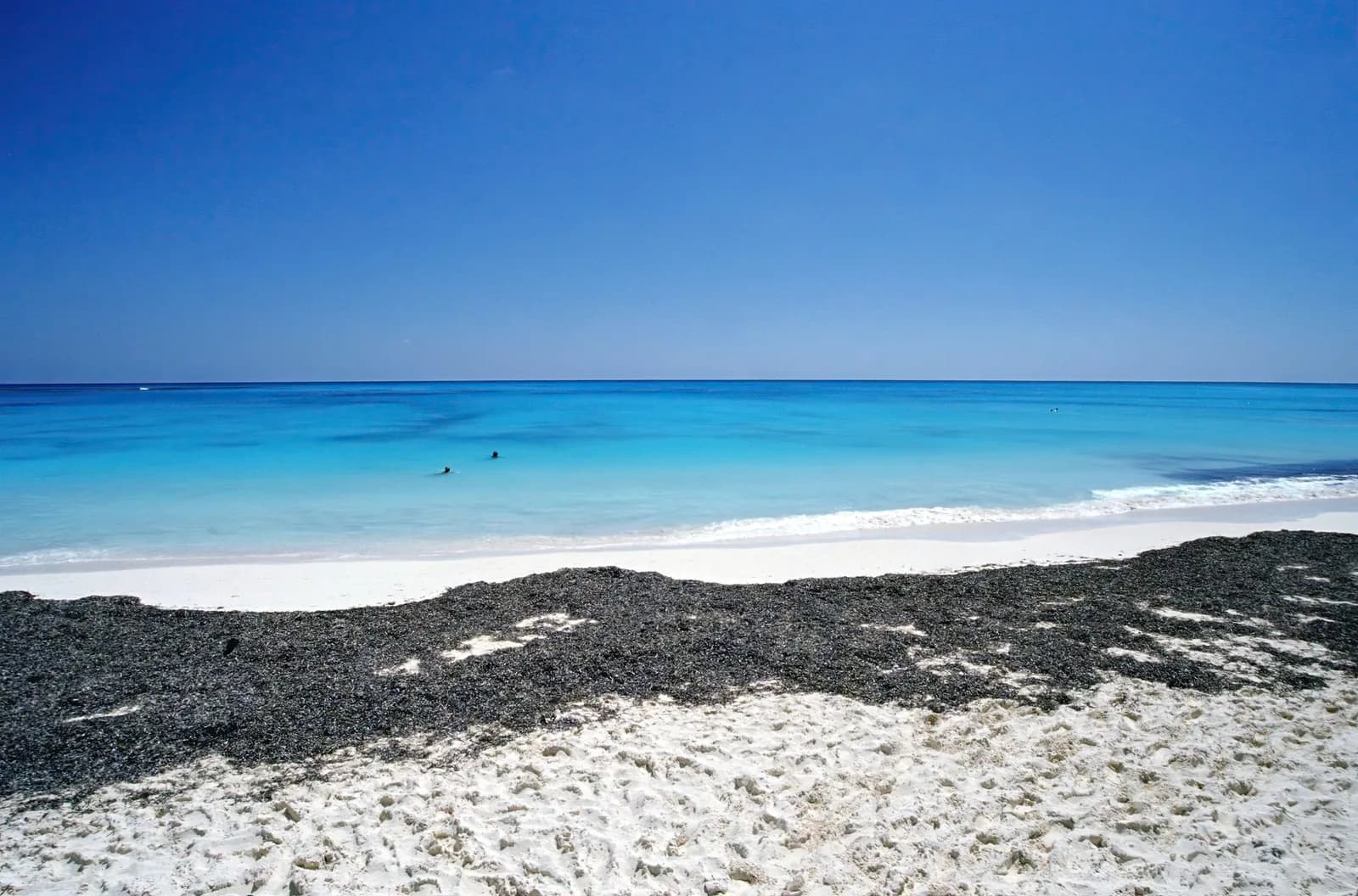 Bande de sargasses brunes échouées sur le sable blanc devant une mer turquoise, Riviera Maya, Mexique