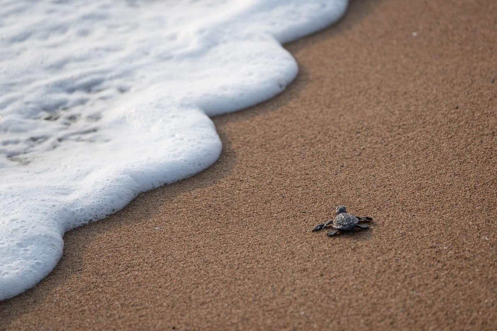 Bébé tortue marine sur le sable mouillé, qui rejoint l'écume d'une vague