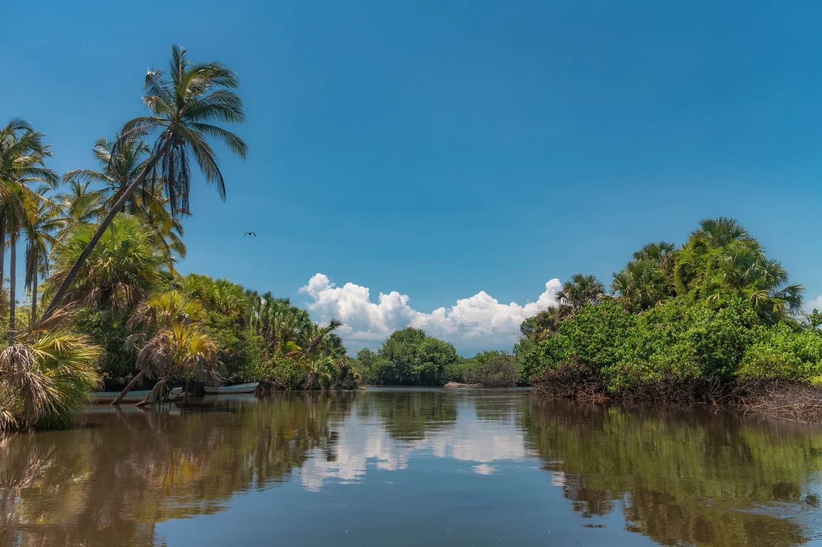 Chenal calme bordé de palmiers et de mangrove, avec des reflets dans l'eau