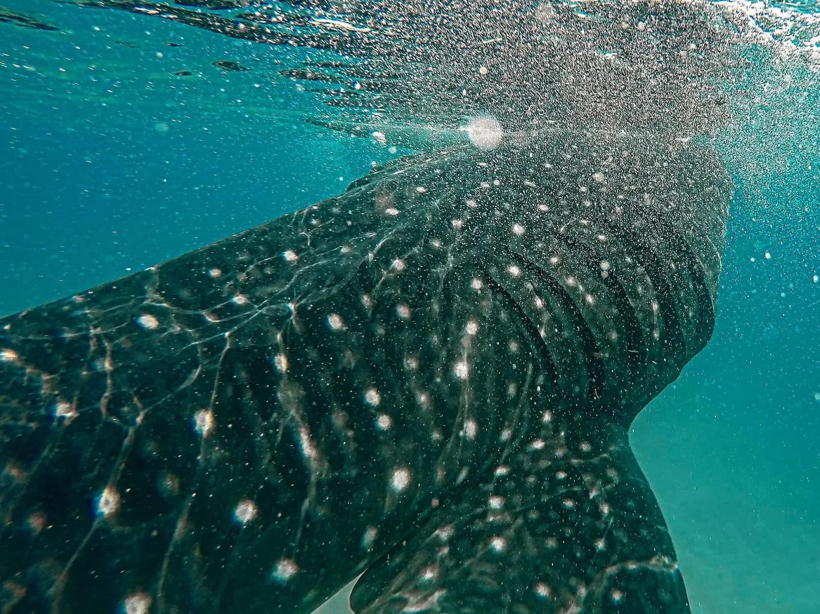 Peau tachetée d'un requin-baleine vue de près sous la surface dans la mer des Caraïbes