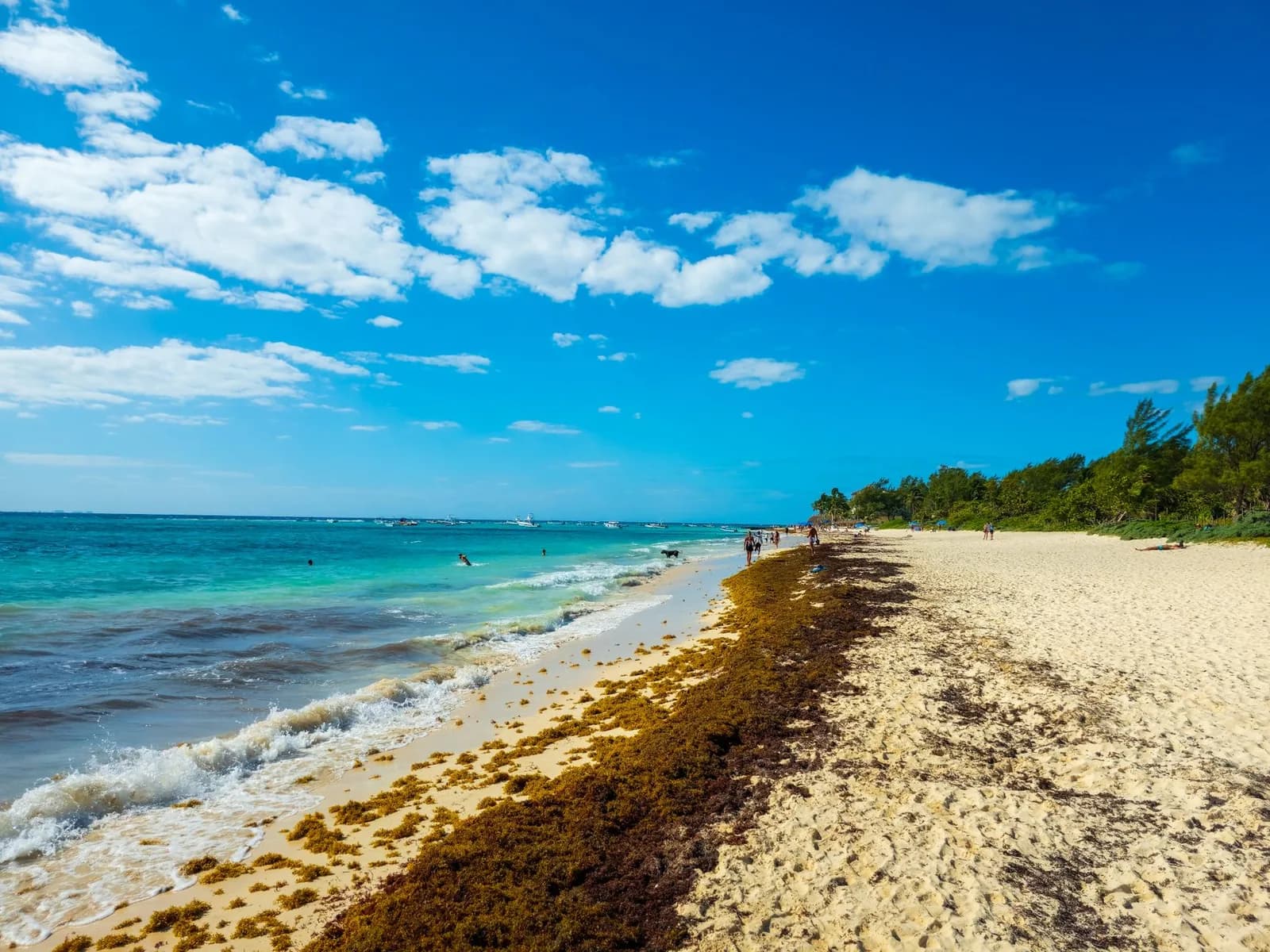 Algues sargasses échouées en bande brune sur une plage de sable de la Riviera Maya