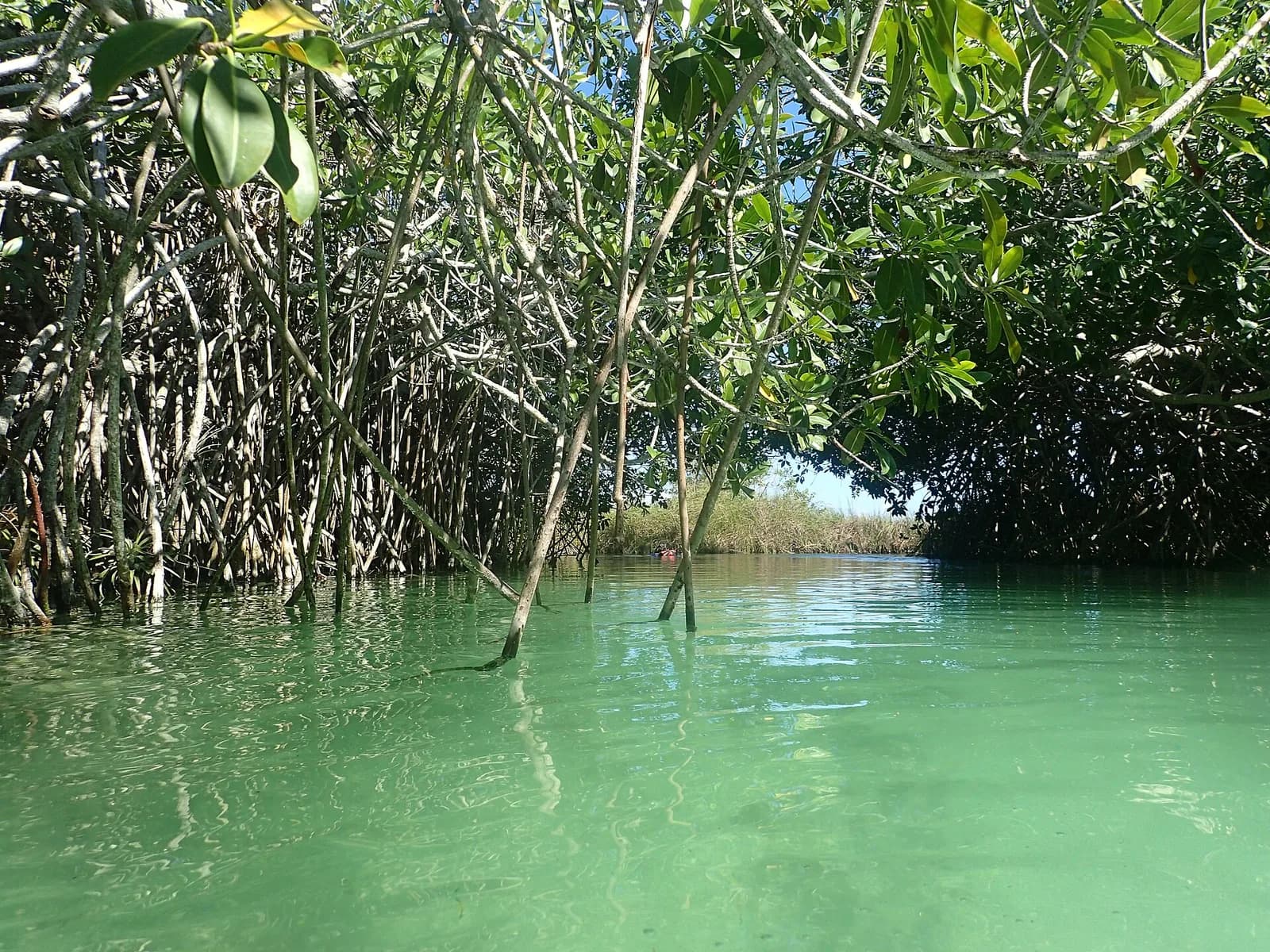Canal bordé de mangroves aux eaux turquoise dans la réserve de Sian Ka'an
