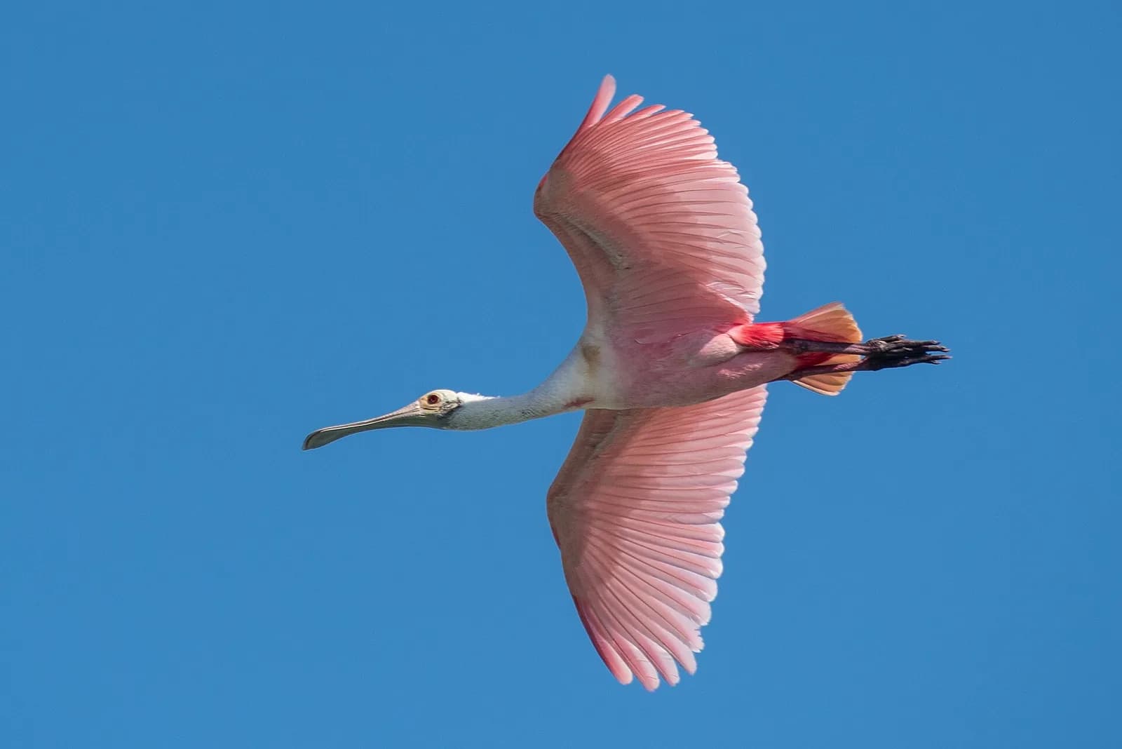 Spatule rosée en vol dans la réserve de biosphère de Sian Ka'an