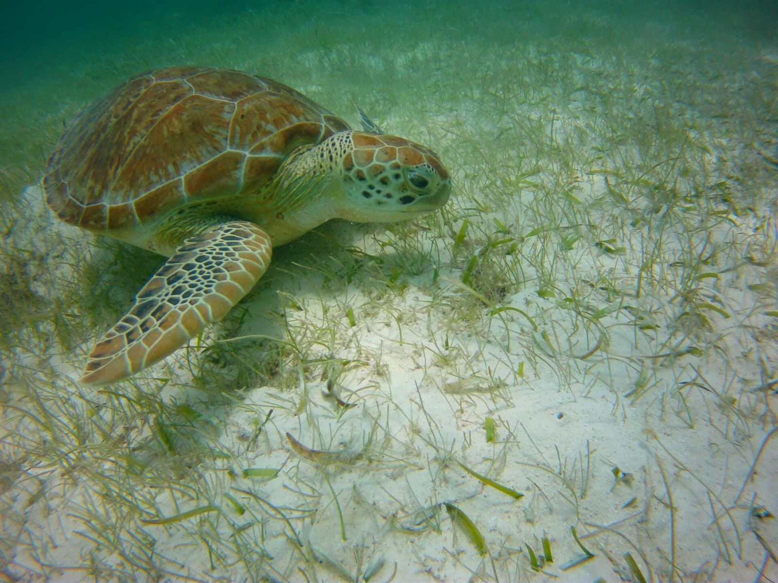 Tortue verte broutant un herbier marin à Akumal, sur la côte du Quintana Roo