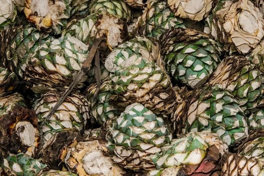 Tas de piñas d'agave bleu récoltées, sans leurs feuilles, prêtes pour la cuisson